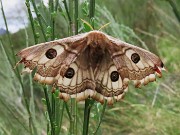 72 Saturnia pavoniella (Pavonia minore) colta al volo